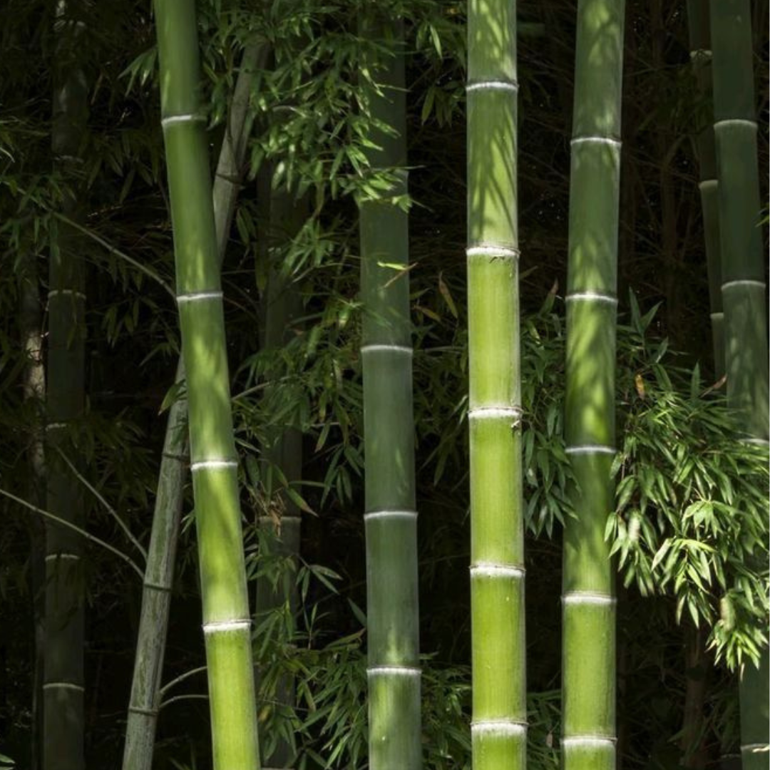 76 - Bosque de bamboo