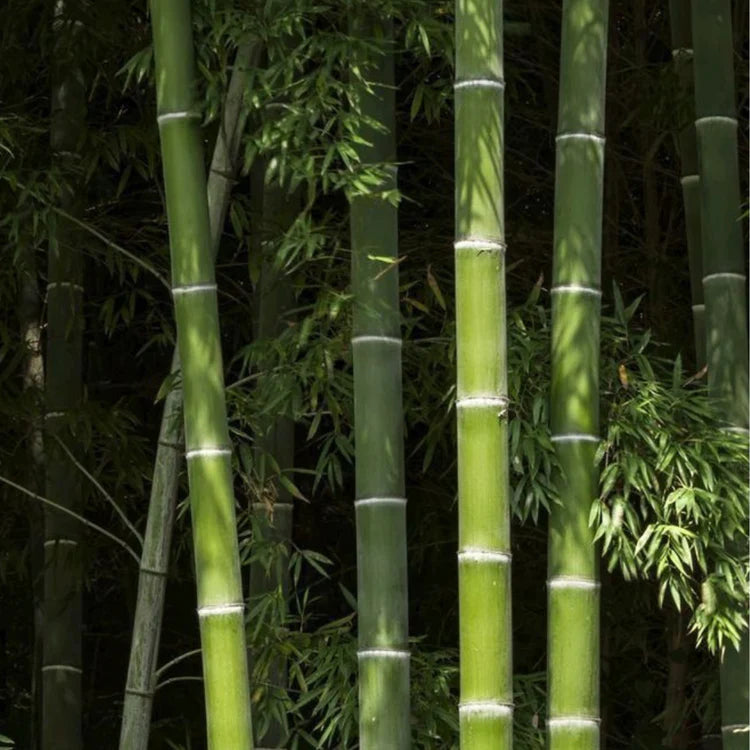 M Bosque de bamboo