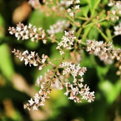 2 - Lima Verbena