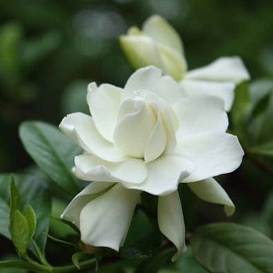 4 - Gardenias