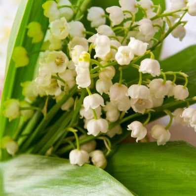 81 - Muguet
