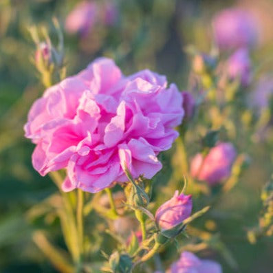 87 - Rosa Bulgara