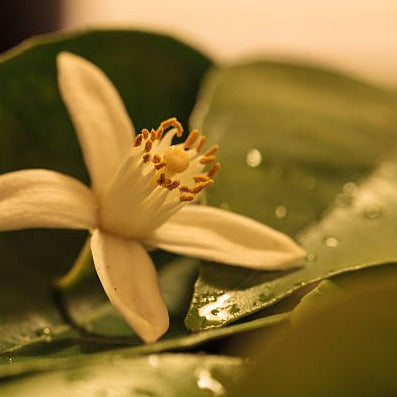 Aroma Samsa 47 Agua de Azahar