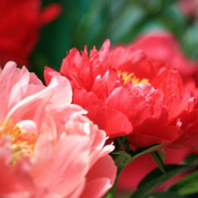 Arma Samsa 24 Peonias