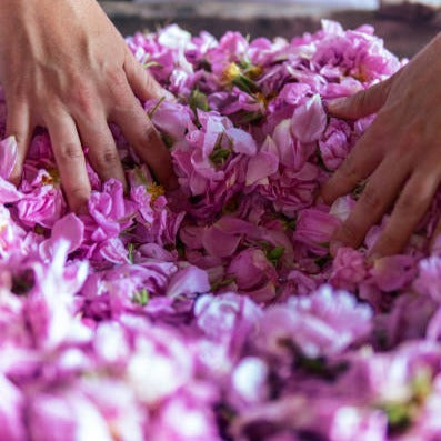 Arma Samsa 25 Vainilla y Rosa Búlgara
