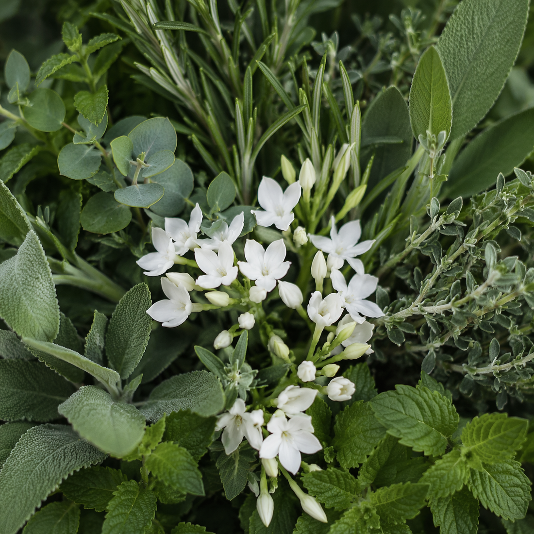 N 106 Hierbas relajantes