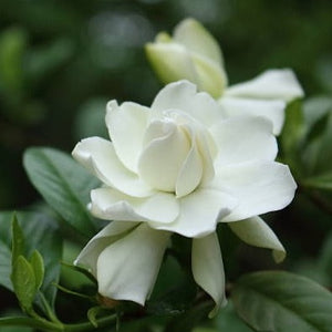 N 4 - Gardenias