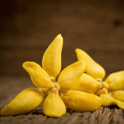 Aroma Samsa Ylang Ylang